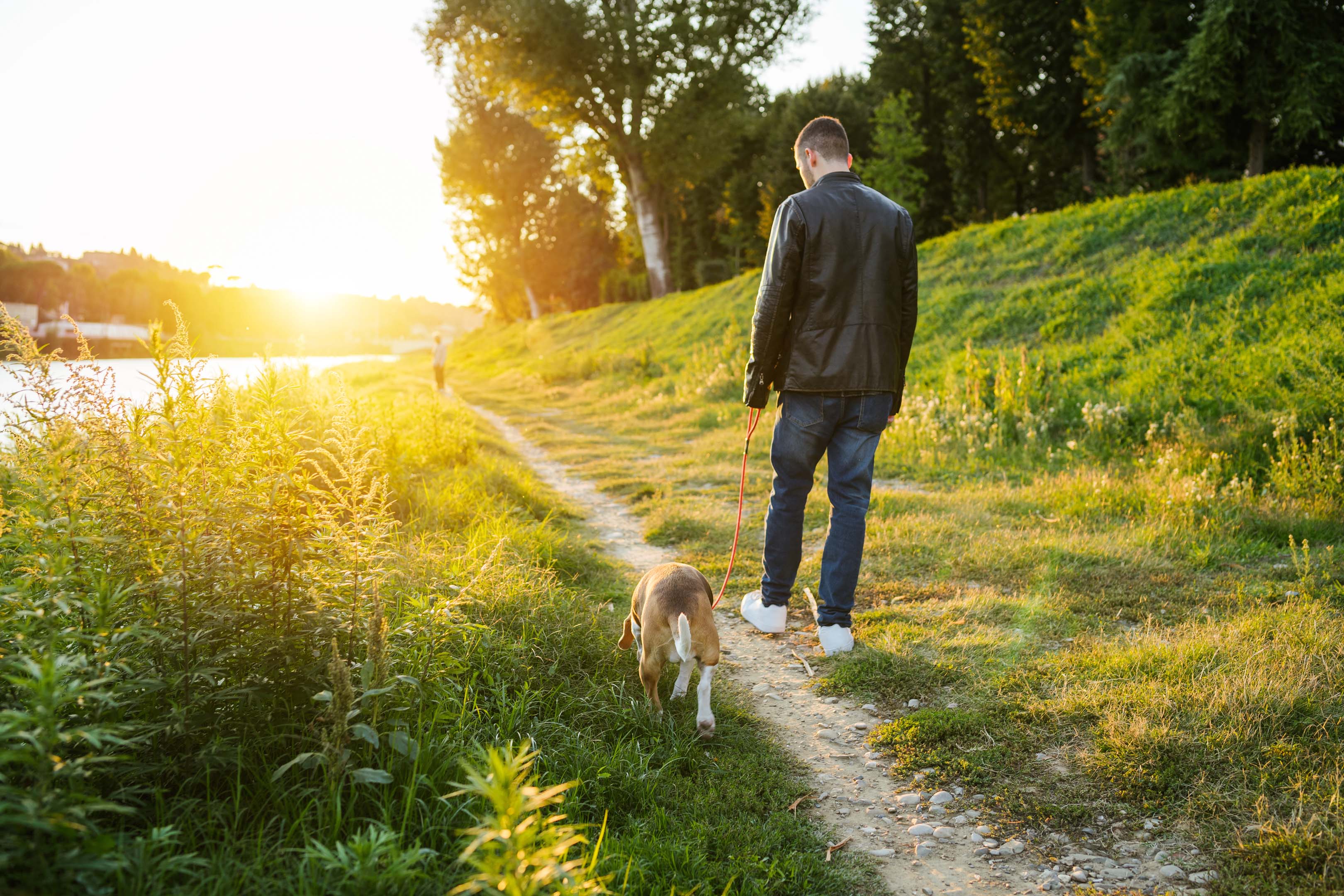 Person walking his beagle next to the river