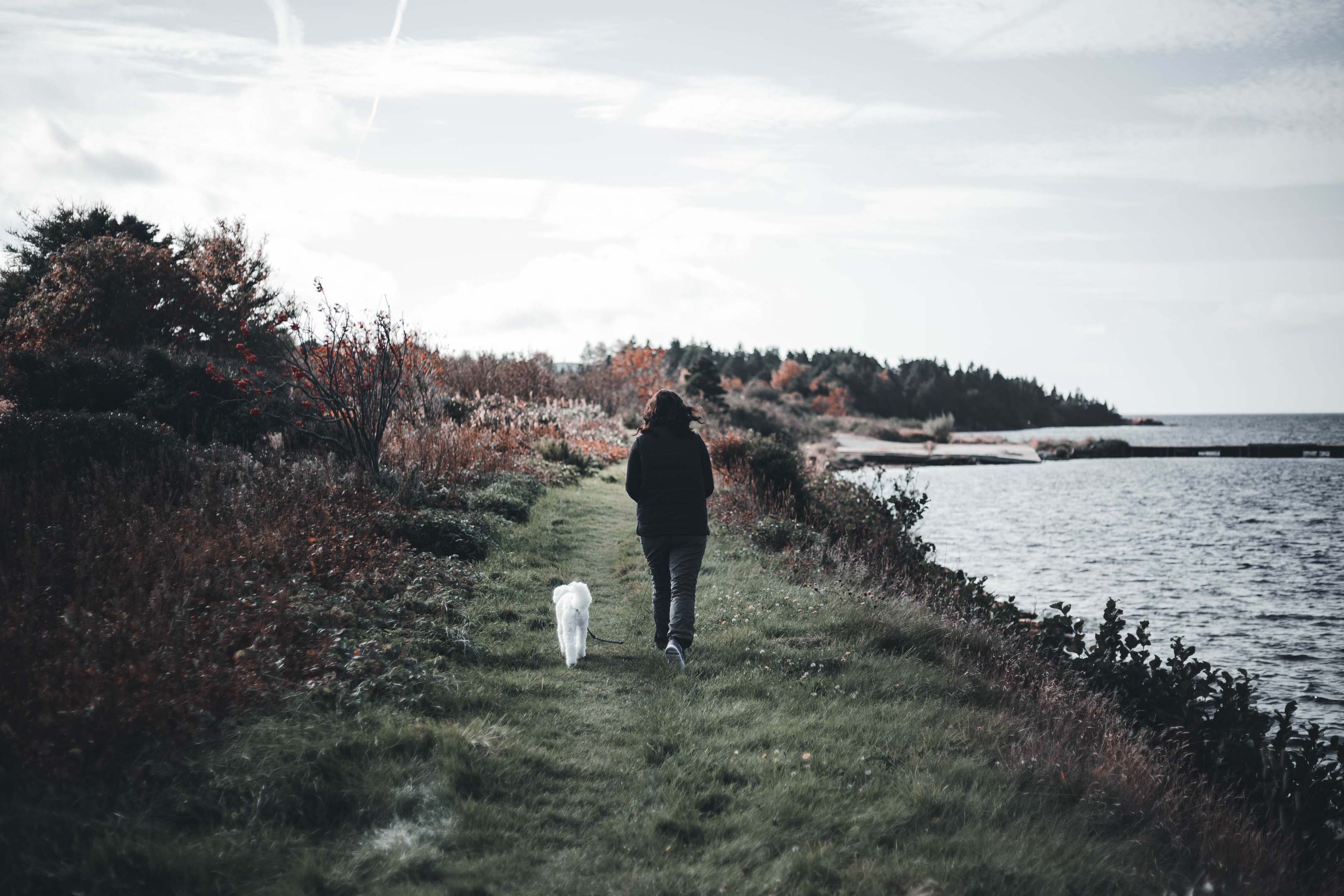A person walking with their white dog next to the sea