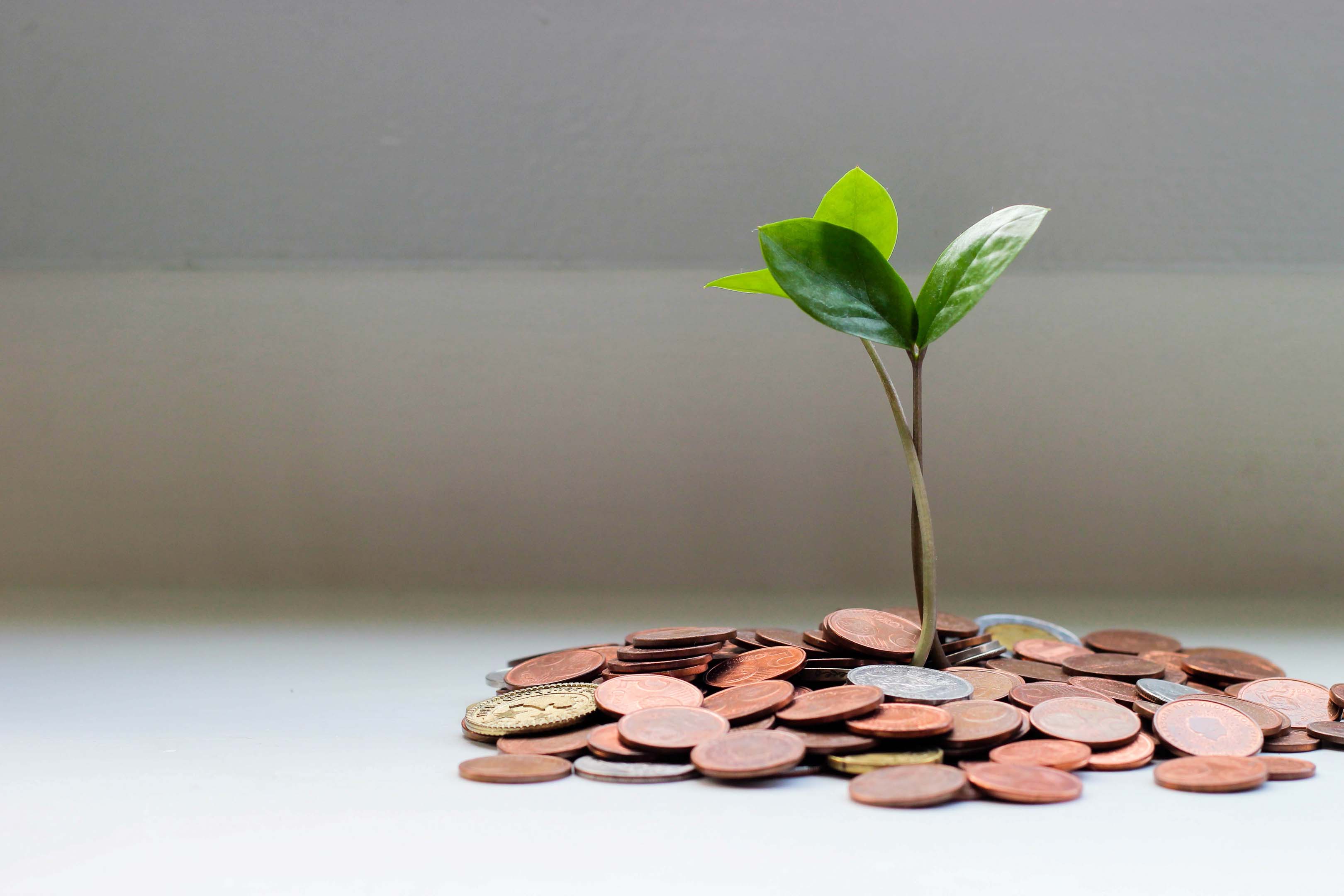 A pile of coins with green plants growing from the centre of it